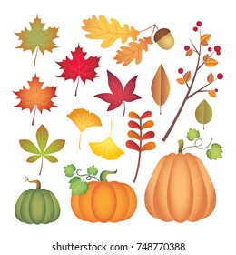 Set of autumn design element: maple leaf, oak leaf, acorn, pumpkin, ginkgo leaf and tree branch with fruit. Fall clip art isolated on white. Vector illustration.   