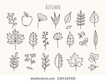 Set of autumn doodles. Hand drawn autumn elements: leaves, berries, acorns, apple, flowers. Hand drawn, sketch. Vector illustration.