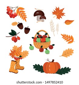 Set of autumn elements isolated on a white background-basket with apples, leaves, Rowan, mushrooms, rose hips, rubber boots, pumpkin