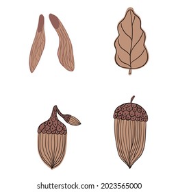 Set autumn elements isolated on white background. Decorative design Fraxinus seed, leaf and acorn in doodle style for any purpose. Vector illustration.