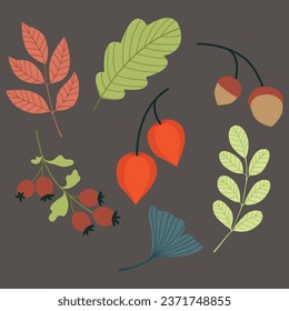 Set of autumn elements. Leaves, acorns, autumn flowers