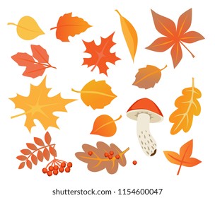 set of autumn elements. Autumn leaves, berries and mushrooms isolated on white background. vector illustration