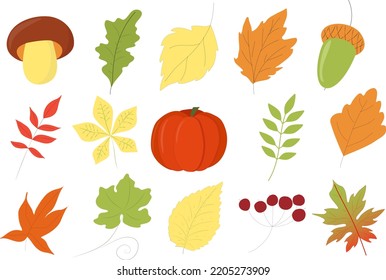 A set of autumn elements, leaves, mushrooms, acorns and berries in autumn tones, isolated color pictures on a white background
