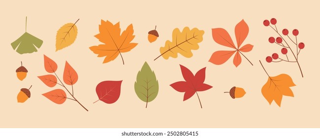 Set of autumn elements. Autumn leaves and nuts.  Vector illustration.