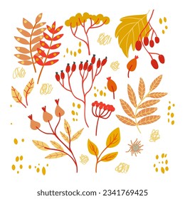 Set with autumn elements such as leave, berries. Isolated fall coloured elements for stickers, t-shirs printing.