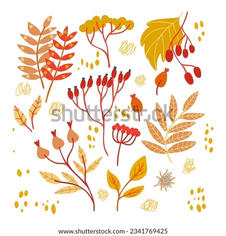 Set with autumn elements such as leave, berries. Isolated fall coloured elements for stickers, t-shirs printing.