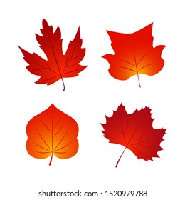 Set of Autumn fall leaf. Nature element for poster, ad, thanksgiving background.  Vector Illustration