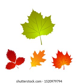 Set of Autumn fall leaf. Nature element for background. Template design. Vector Illustration