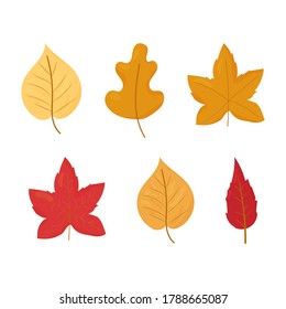 Set of Autumn, fall leaves different colours and shapes isolated on white background stock vector illustration
