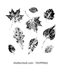 Set of autumn, fall leaves - oak, maple, birch - hand made ink print, stamp set, solated black and white vector illustration. Hand printed set of black and white leaves, fall, autumn symbols