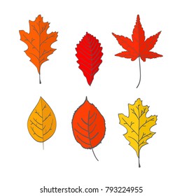 Autumn Leaves Set Isolated On White Stock Vector (Royalty Free) 311163389