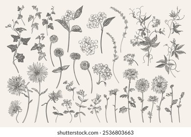 Set with autumn flowers and dogwood berries. Garden plants.  Floral isolated elements. Vector botanical illustration. Black and white