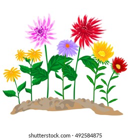 Set of autumn flowers growing in the soil.