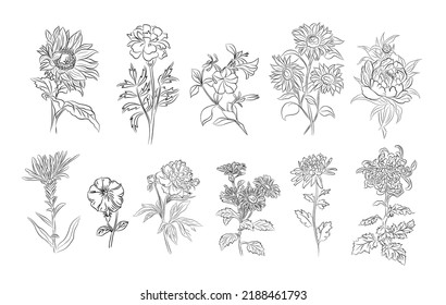 Set of autumn flowers line art vector illustrations - sunflower, marigold, peony, chrysanthemum, petunia, aster. Hand drawn black ink sketch vector drawings for wall art, jewelry, tattoo, logo design.