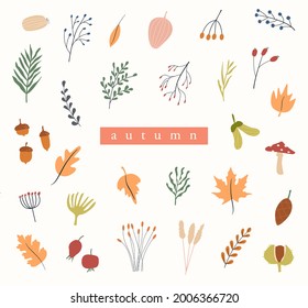 Conjunto de herbario de otoño. Diferentes ramas y ramas con bayas y hojas. Tarjeta con plantas forestales silvestres. Colección vectorial de elementos de diseño botánico. Ilustración plana de color.