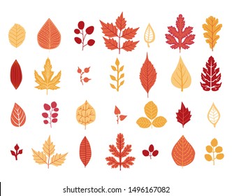 Set of autumn leaf. Autumn leaves collection. Yellow autumnal garden leaf, red fall leaf and fallen dry leaves. Botanical forest plants or september october tree foliage. Flat isolated vector symbols 