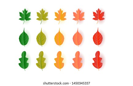 set of Autumn leaf. Autumn maple leaf isolated on a white background. Vector illustration