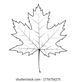 Set of Autumn leaf, Maple leaf vector, eps10 vector format.	