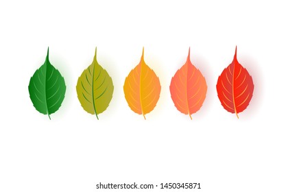 set of Autumn leaf. Autumn oak leaf isolated on a white background. Vector illustration
