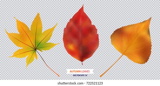 Set of autumn leaf. Vector isolated illustration