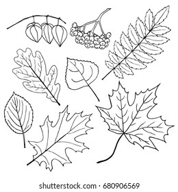 Set Autumn Leafs Berries Coloring Page Stock Vector (Royalty Free ...