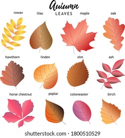 set of autumn leaves. 12 types of leaves with names. vector set.