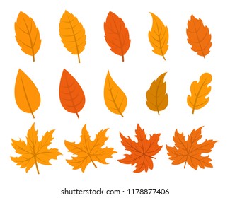 Set of autumn leaves in 14 different variations