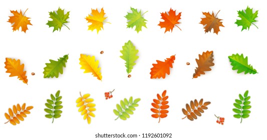 Set of autumn leaves