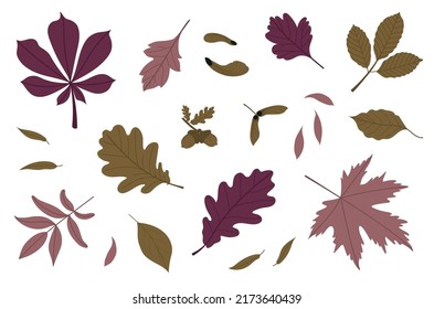 Set of autumn leaves, acorns and helicopter seeds. Isolated on white background. Simple flat style. Vector illustrations.