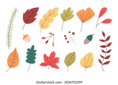 Set of autumn leaves, berries and acorns. Cute doodle elements for design card, fall invitation, poster, banner etc. Flat vector illustration isolated on white background. 