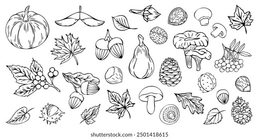 Set of autumn leaves and berries in linear style. Set of doodles. Autumn elements: leaves, mushrooms, chestnut, pumpkins, acorn in sketch style. Hand drawn vector illustration on white background.