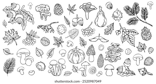 Set of autumn leaves and berries in linear style. Set of doodles. Autumn elements: leaves, mushrooms, chestnut, pumpkins, acorn in sketch style. Hand drawn vector illustration on white background.