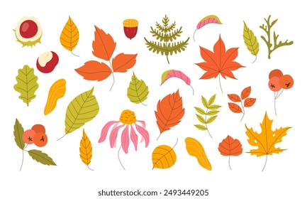 Set of autumn leaves. Autumn leaves, berries on a white background. Vector illustration