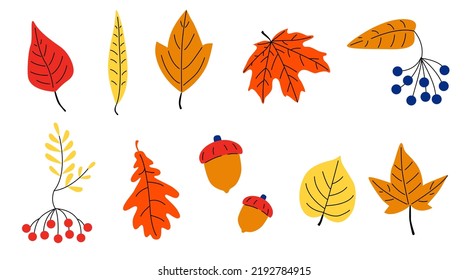 Set of autumn leaves, branches and berries. 