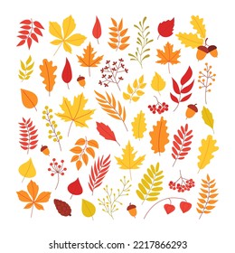 Set of autumn leaves, branches, berries, herbs. Collection of nature fall elements. Flat vector illustration isolated on white background. Square composition