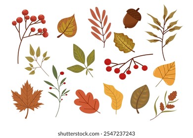 Set of autumn leaves and branches. Rowan berry, maple, oak. Colorful red, green, yellow elements for fall backgrounds. Vector isolated on white