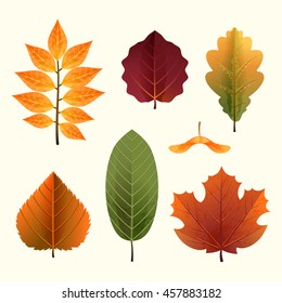 Set of autumn leaves in bright color