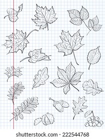 Set of autumn leaves, chestnuts, acorns and viburnum on a background of exercise book in a cage. black contour