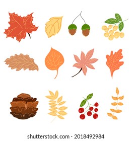 A set of autumn leaves of different colors, berries, acorns and cones.  for the design, separate elements on a white background.
