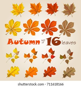 a set of autumn leaves of different colors maple, oak, birch, nut