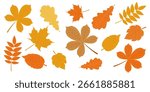 Set of autumn leaves from different trees. Fallen leaves in warm seasonal colors for patterns, banner, stickers. Vector illustration