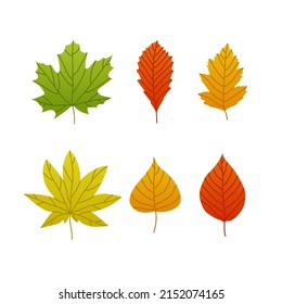 Set of autumn leaves of different trees. Vector set isolated on white background