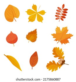 Set of autumn leaves from different trees Isolated on white background. Vector illustration.