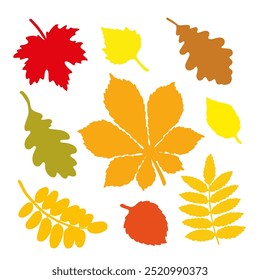 Set of autumn leaves from different trees, oak, maple, chestnut, apple tree. Hand drawn vector illustration on white background