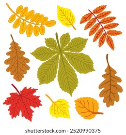 Set of autumn leaves from different trees, oak, maple, chestnut, apple tree. Hand drawn vector illustration on white background