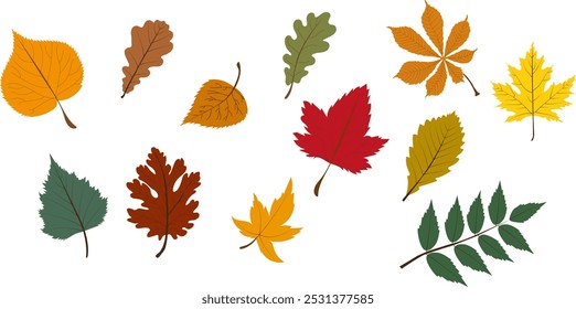 Set of autumn leaves from different trees, oak, maple, chestnut. Simple, yellow, red, orange fall leaf set for pattern, banner, sticker, Hello autumn card. Flat vector illustration on white background