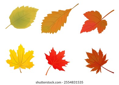 Set of autumn leaves from different trees, oak, maple, birch. Yellow, red, orange fall leaf set for pattern, banner, sticker, Hello autumn card. Flat vector illustration isolated on white background