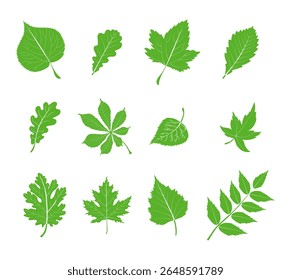 Conjunto de hojas de otoño de diferentes árboles, roble, arce, castaño. Simple, amarillo, rojo, naranja hoja de otoño conjunto para el patrón, Anuncio, etiqueta engomada, Hola tarjeta de otoño. Ilustración vectorial plana sobre fondo blanco