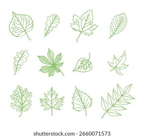 Conjunto de hojas de otoño de diferentes árboles, roble, arce, castaño. Hojas verdes de contorno simple, juego de hojas de otoño para patrón, Anuncio, pegatina, tarjeta de otoño Hola. Ilustración vectorial de contorno plano en blanco