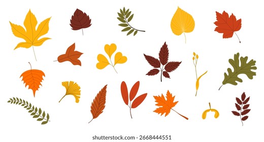 Conjunto de folhas de outono de diferentes árvores, carvalho, bordo, castanha, freixo, bétula. Folhas de outono coloridas de diferentes formas e tons. Elementos de design de outono sazonal, isolados sobre fundo branco. 